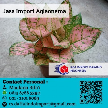 Jasa Import Aglaonema | Jasa Import Resmi | 0813 8788 3390