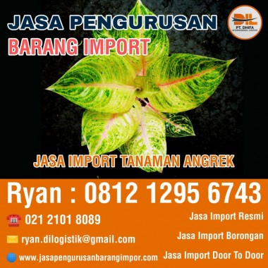 Jasa Import Tanaman Anggrek | PT. Dhifa Internasional Logistik